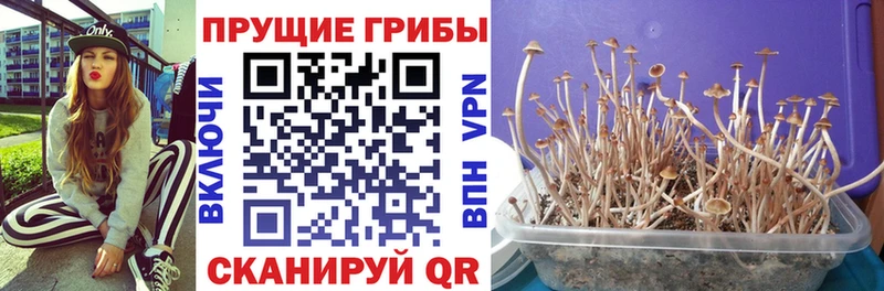 наркошоп  Кудымкар  кракен зеркало  Псилоцибиновые грибы Psilocybe 